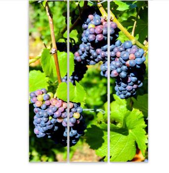 Preview: Flächenvorhang Die Rebe 3er Set, Schiebegardine, Schiebegardinen, blickdicht, Flächenvorhang blickdicht, Sch